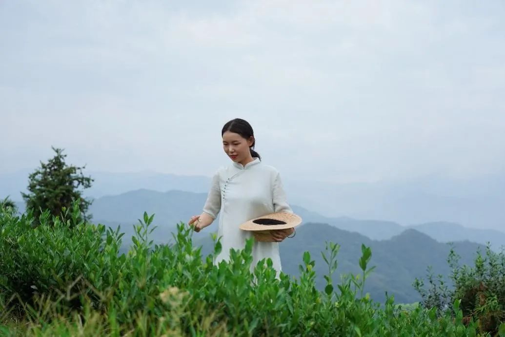 青春创业 振兴乡村 | 90后新茶人吕京娜：越乡山水间，制一杯好茶