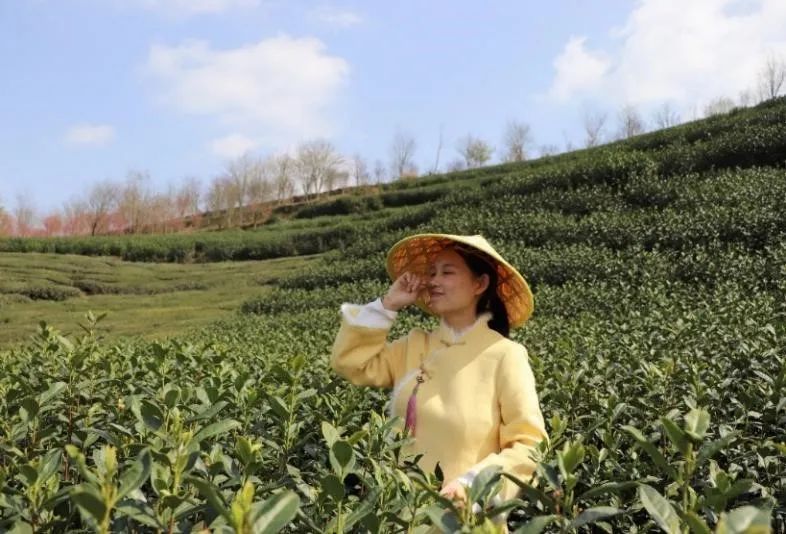 茶叶包装盒批发定制_茶叶批发盒定制包装设计_茶叶盒包装批发市场