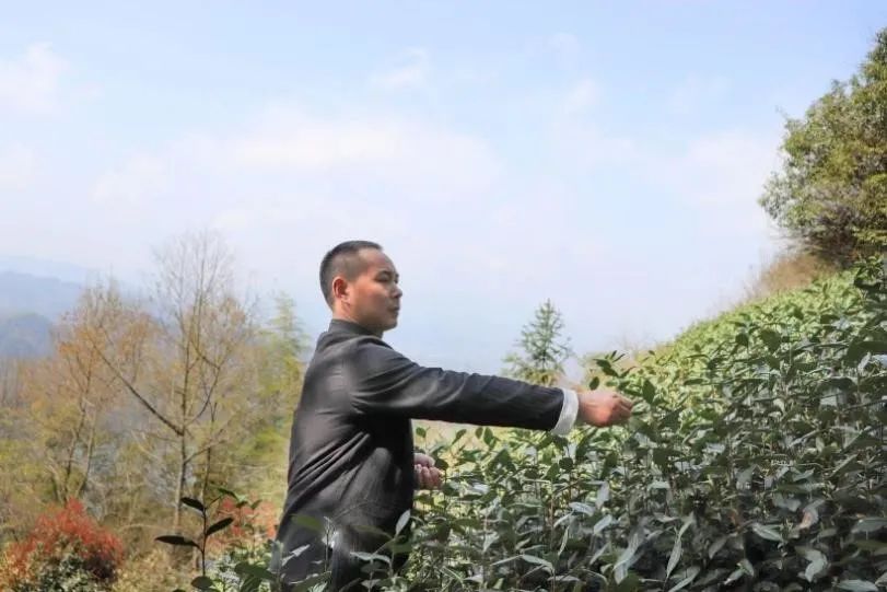 茶叶盒包装批发市场_茶叶批发盒定制包装设计_茶叶包装盒批发定制