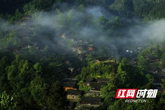 一两黄金一两茶丨保靖黄金茶10万元奖金征集宣传语及包装设计
