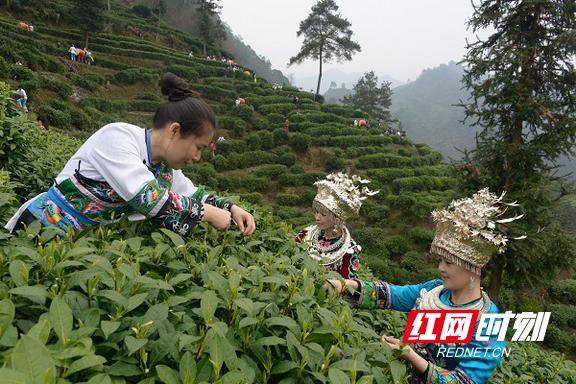茶叶包装盒定制电话_茶叶礼盒定制厂家_茶叶包装盒定制厂家
