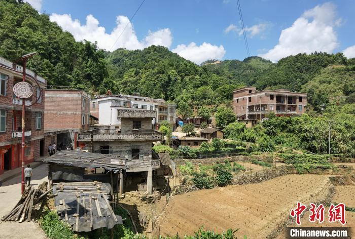 广西梧州大山深处飞出茶“凤凰”千年六堡茶成致富黄金叶